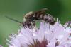 Lasioglossum sp.